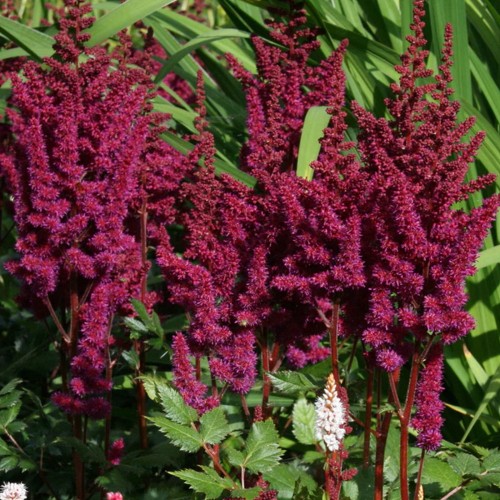 Astilbe chinensis 'Visions in Red' - Hiina astilbe 'Visions in Red'